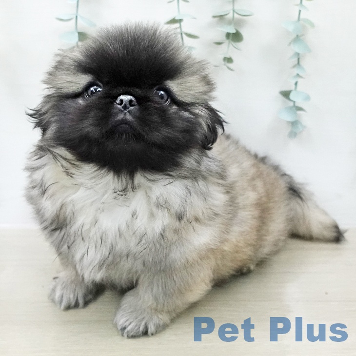 ペキニーズの写真2