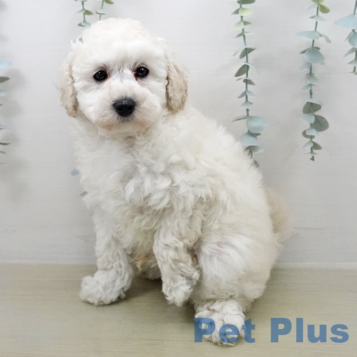 トイ・プードル