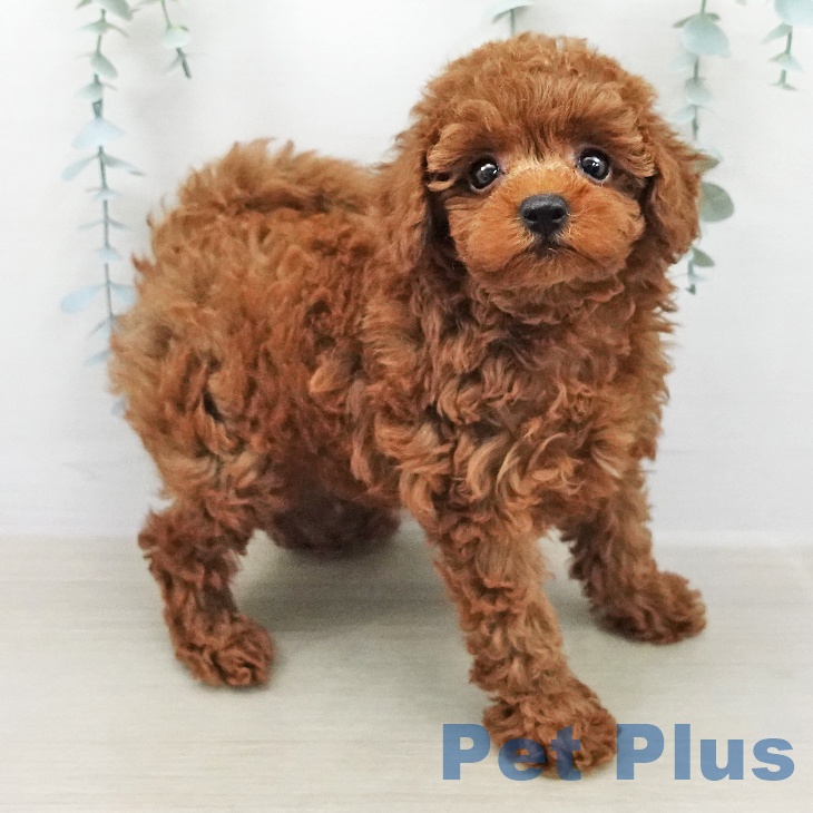 トイ・プードル