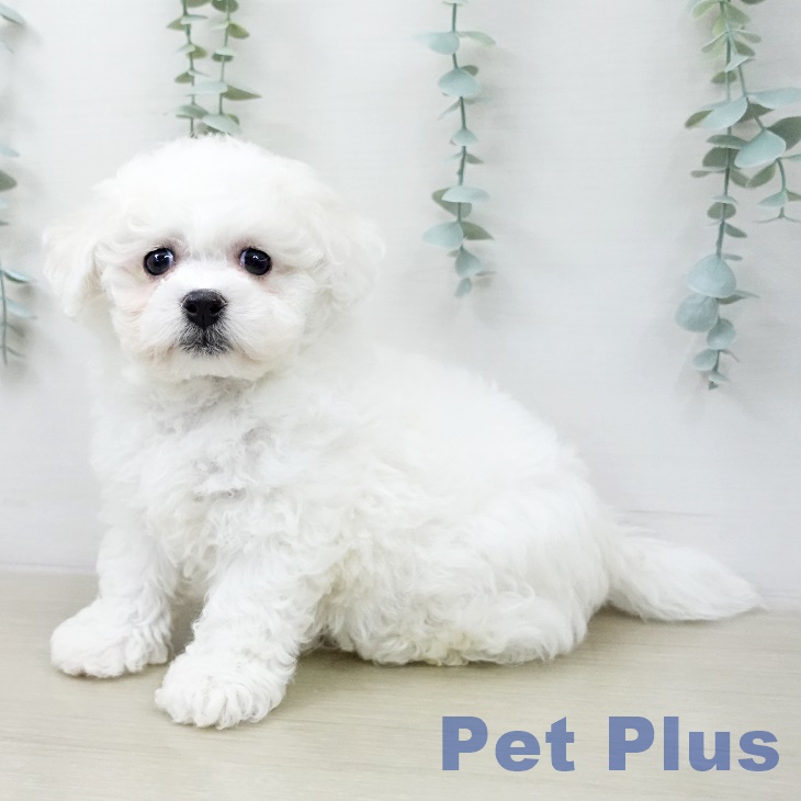 ビション・フリーゼ