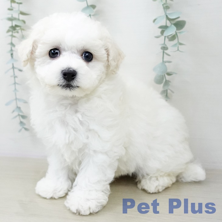 ビション・フリーゼ