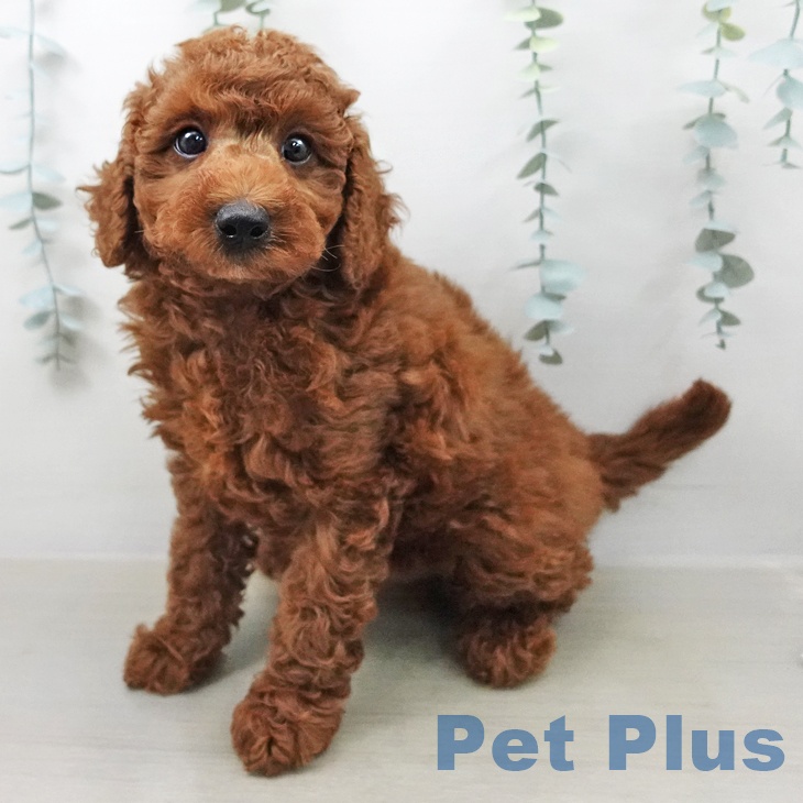 トイ・プードル