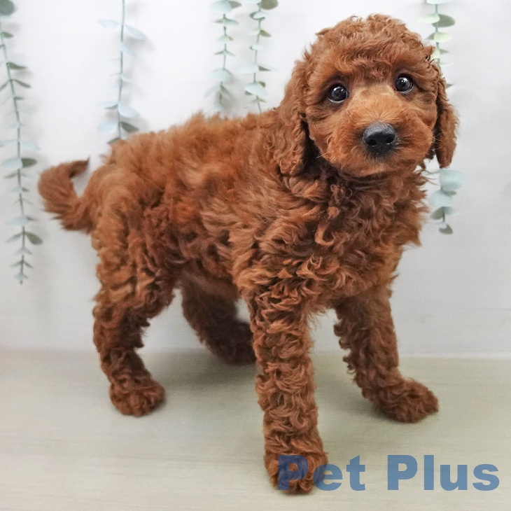 トイ・プードルの写真2