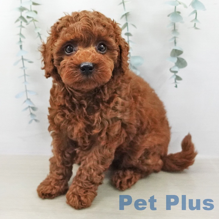 トイ・プードル