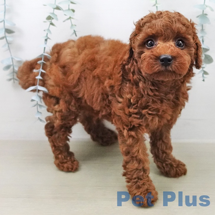 トイ・プードル