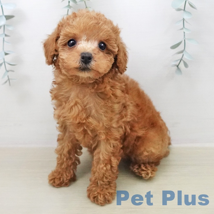 トイ・プードル