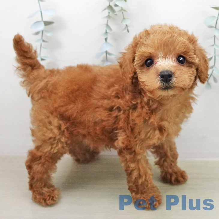 トイ・プードルの写真2