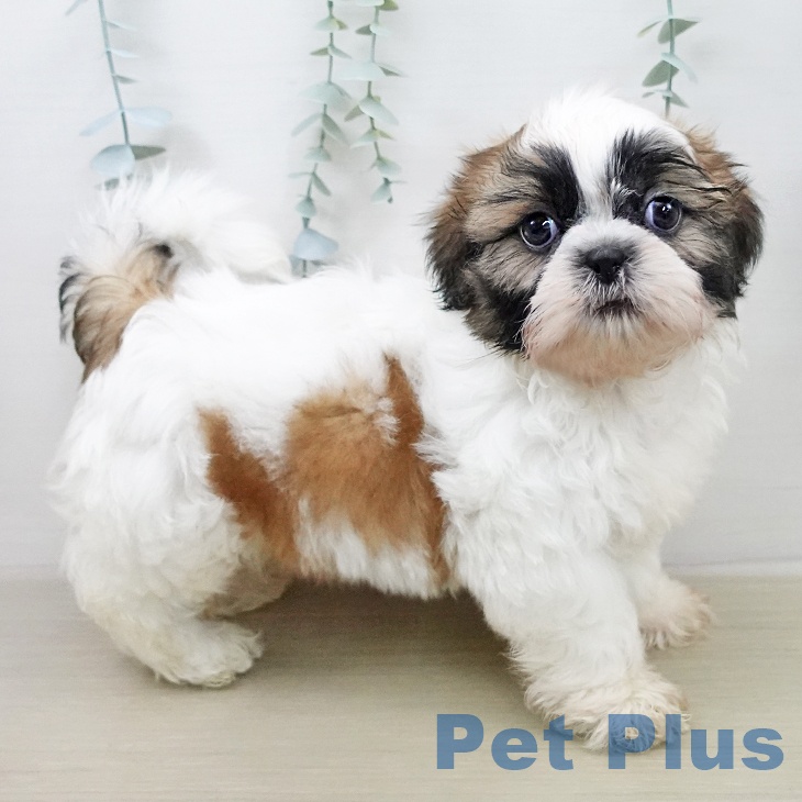 シー・ズーの写真2