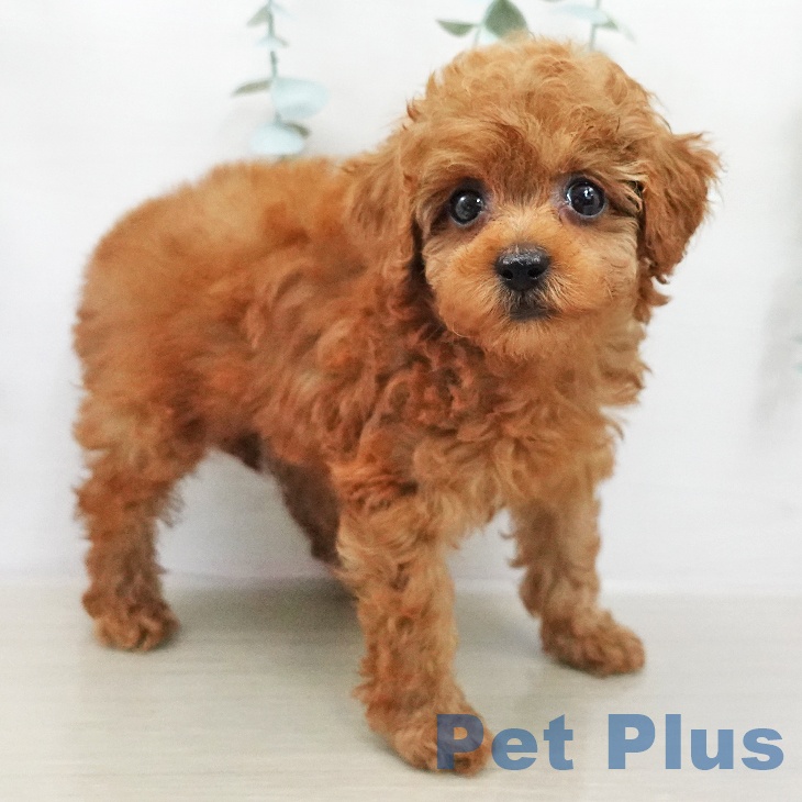 トイ・プードル