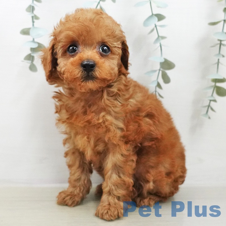 トイ・プードル