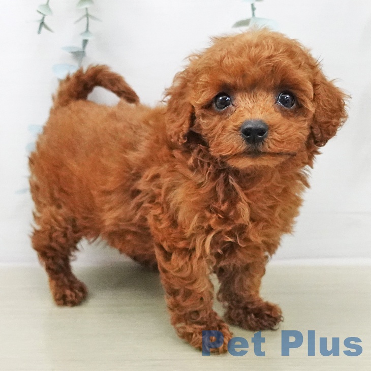 トイ・プードル