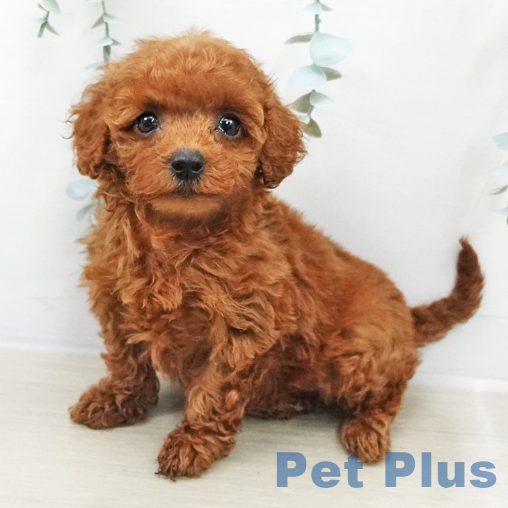 トイ・プードルの写真2