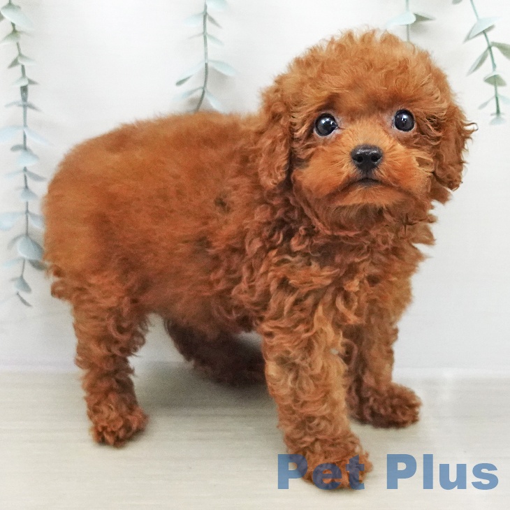 トイ・プードル