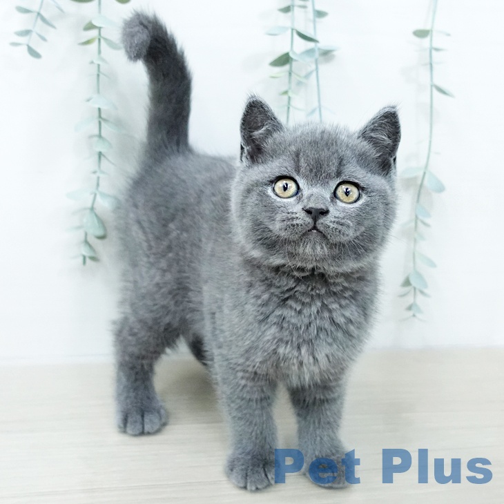 ブリティッシュショートヘアの写真2