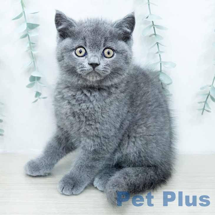 ブリティッシュショートヘア