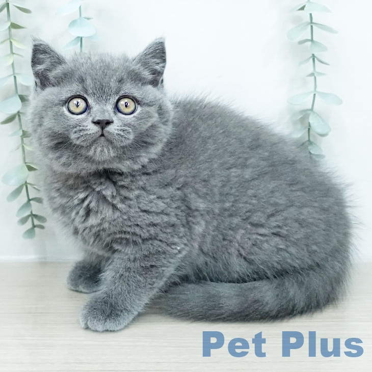 ブリティッシュショートヘア