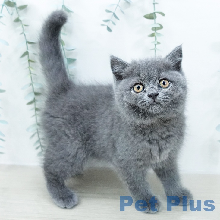 ブリティッシュショートヘア