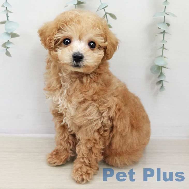 トイ・プードル