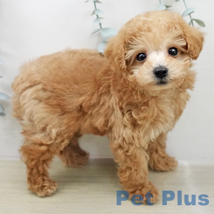 トイ・プードルの写真2