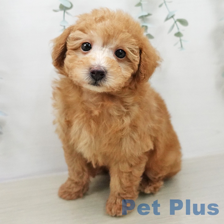 トイ・プードル