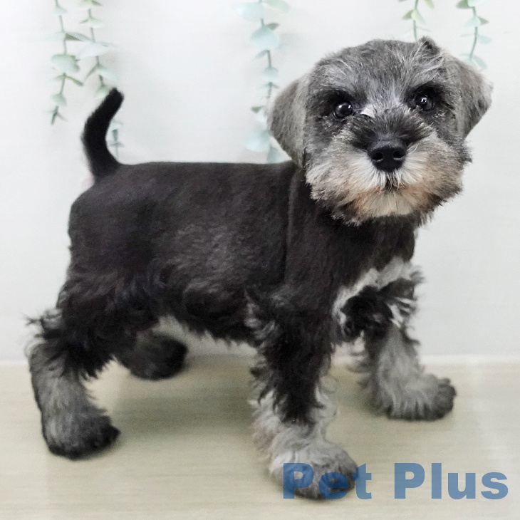 ミニチュア・シュナウザー