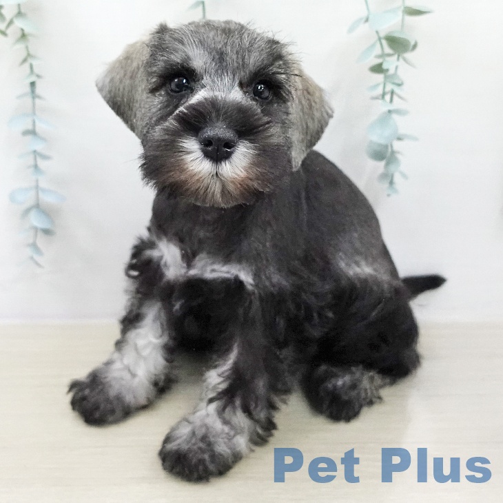 ミニチュア・シュナウザー