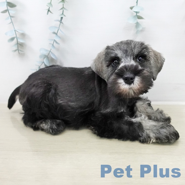 ミニチュア・シュナウザーの写真2