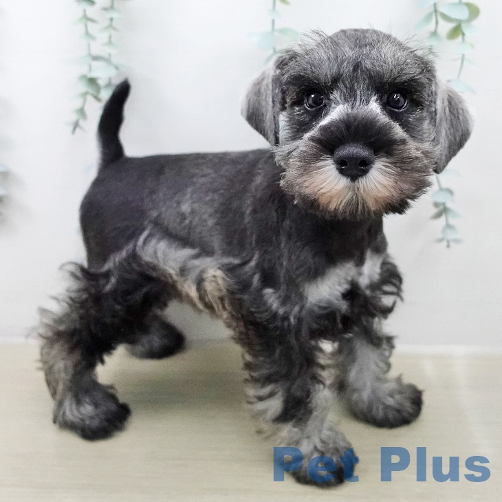 ミニチュア・シュナウザーの写真2