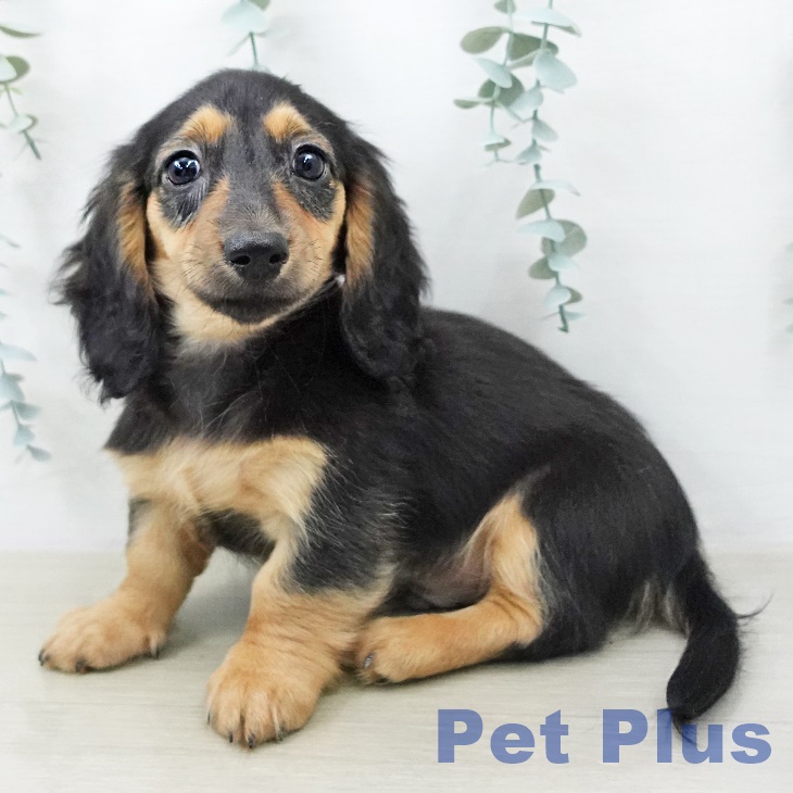 カニーンヘン・ダックスフンド