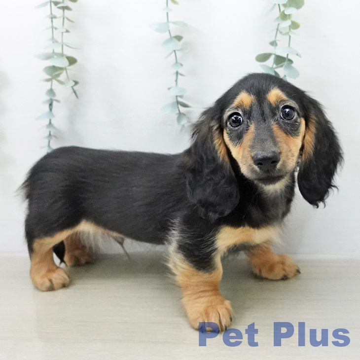 カニーンヘン・ダックスフンドの写真2