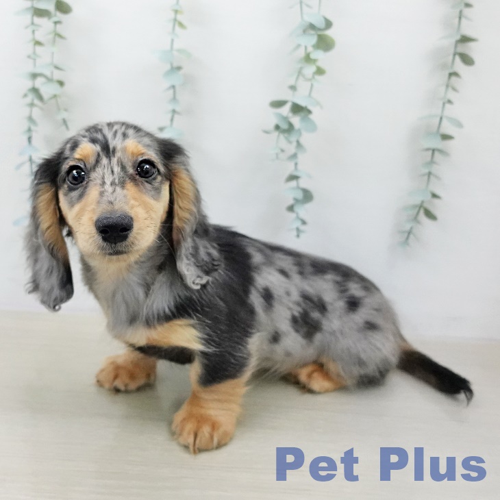 カニーンヘン・ダックスフンドの写真2