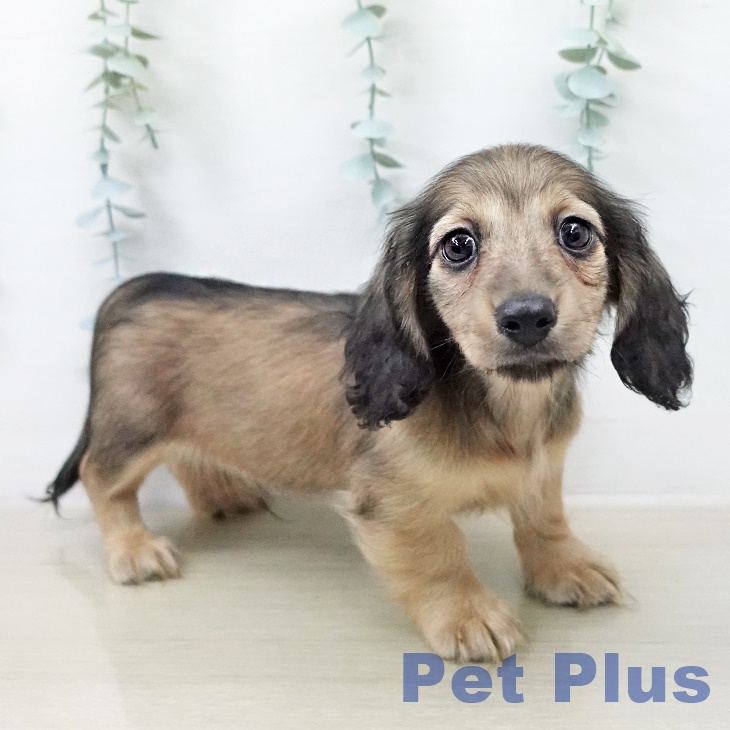 カニーンヘン・ダックスフンド