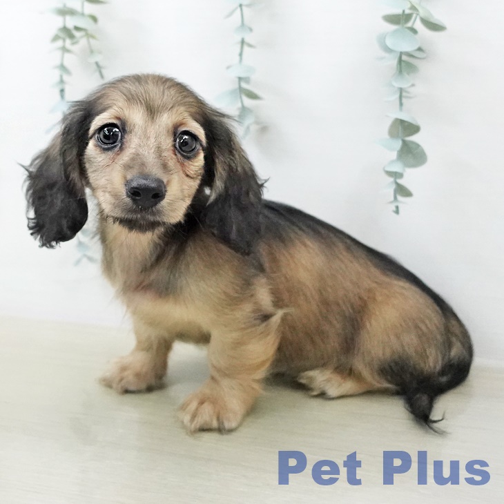 カニーンヘン・ダックスフンドの写真2