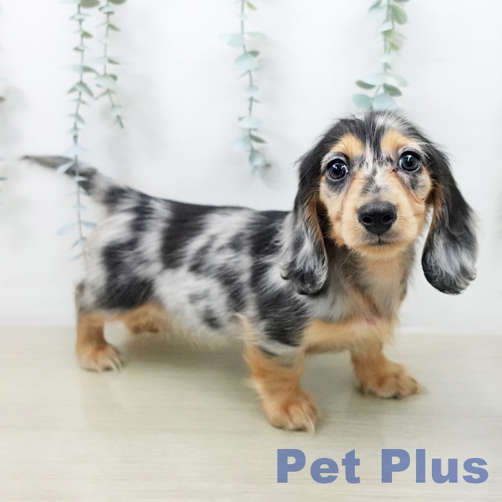 カニーンヘン・ダックスフンド