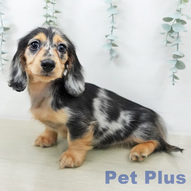 カニーンヘン・ダックスフンドの写真2