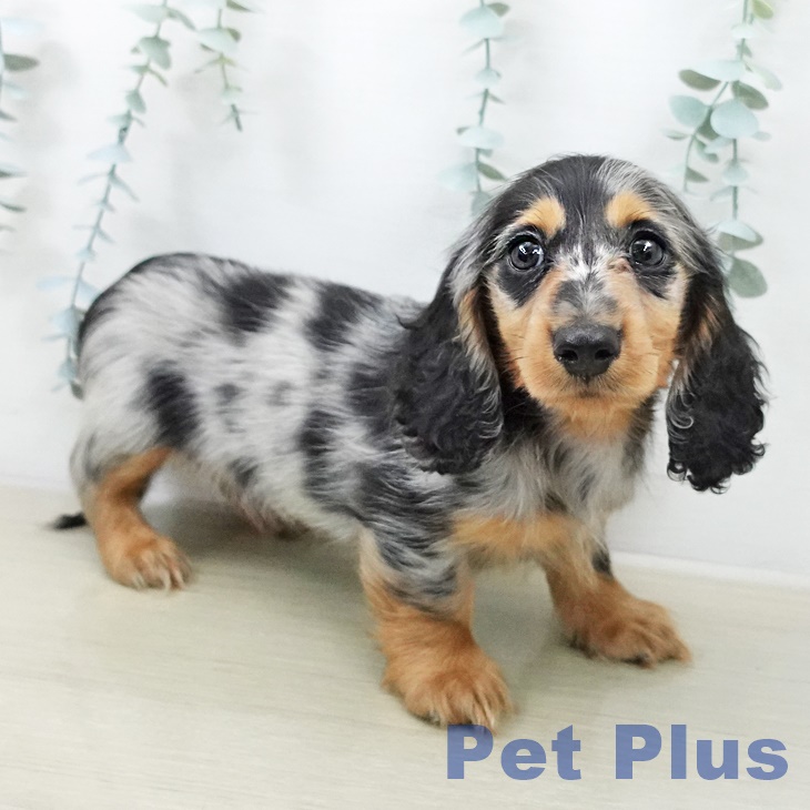 カニーンヘン・ダックスフンド