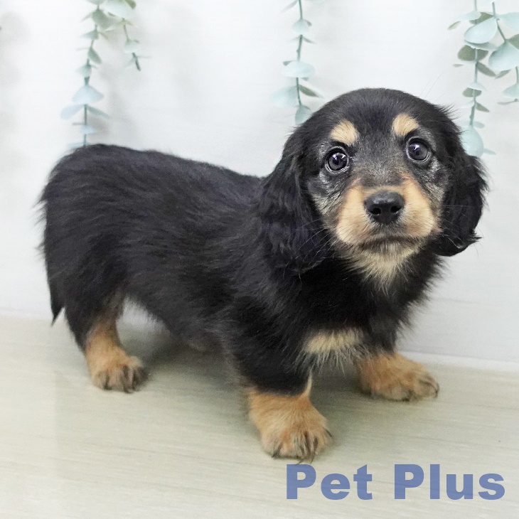 カニーンヘン・ダックスフンド