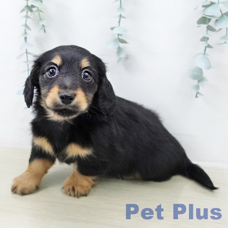 カニーンヘン・ダックスフンド