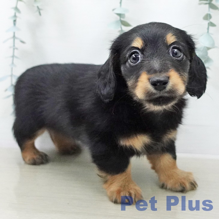 カニーンヘン・ダックスフンドの写真2