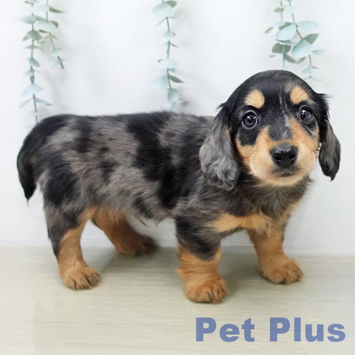 カニーンヘン・ダックスフンドの写真2