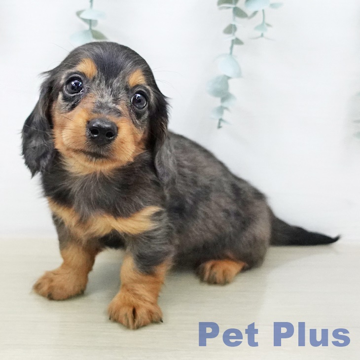 カニーンヘン・ダックスフンド