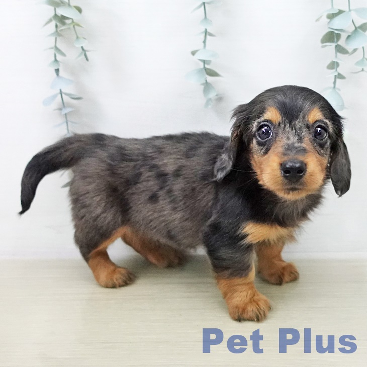 カニーンヘン・ダックスフンドの写真2