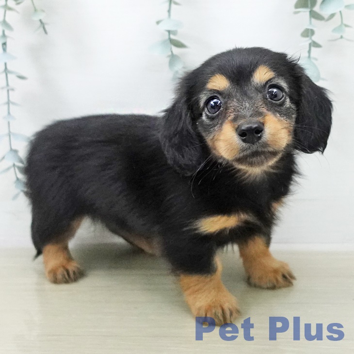 カニーンヘン・ダックスフンド