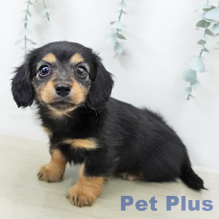 カニーンヘン・ダックスフンドの写真2