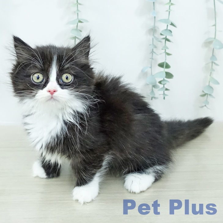 ミヌエットの写真2