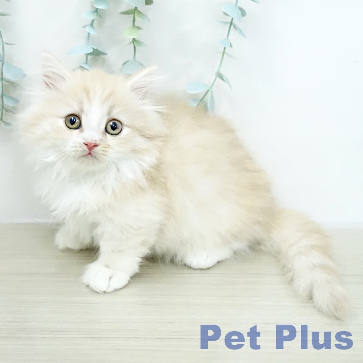 ミヌエットの写真2