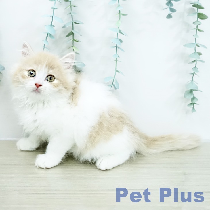 ミヌエットの写真2