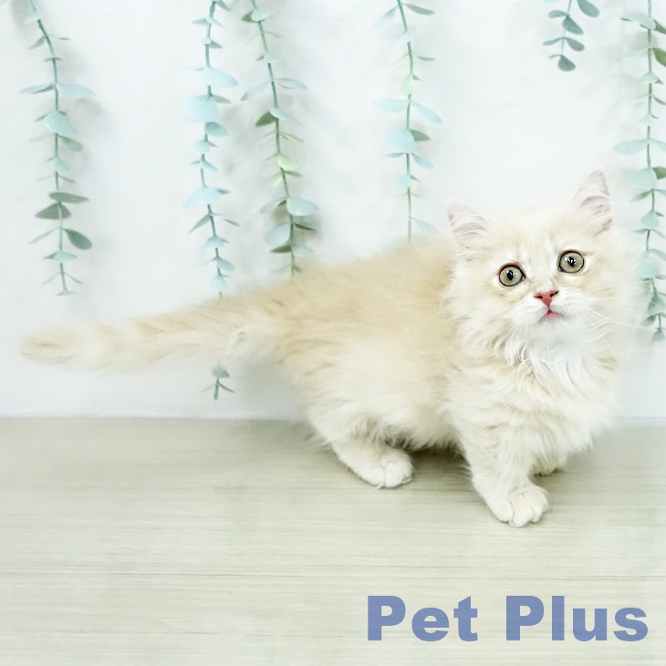 ミヌエットの写真2