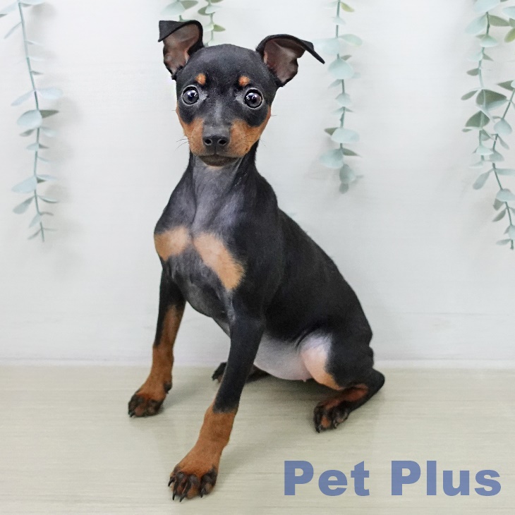 ミニチュア・ピンシャーの写真2