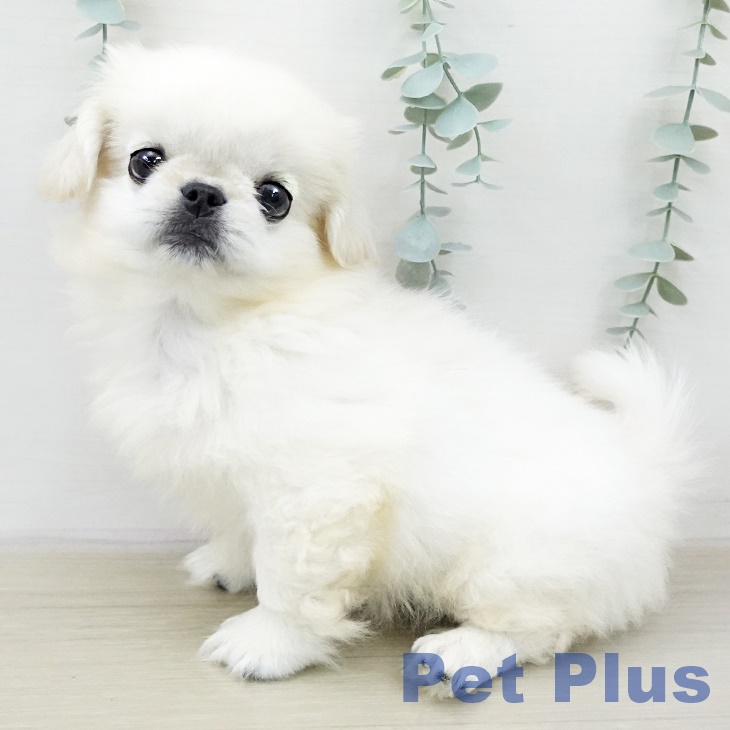 ペキニーズの写真2